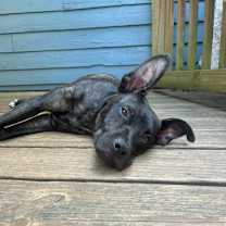 Thumbnail photo of Kibo #2