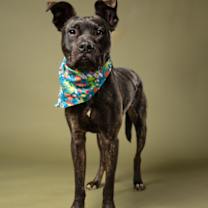 Thumbnail photo of Kibo #3