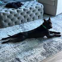 Thumbnail photo of Elmo/Oreo #3