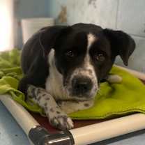 Thumbnail photo of Charlie #2