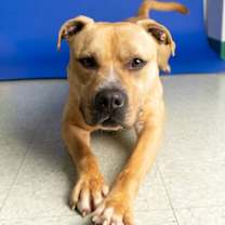 Thumbnail photo of Marley #3