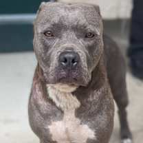 Thumbnail photo of Putti #3