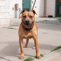 Thumbnail photo of Koa #3