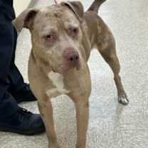 Thumbnail photo of MERLIN #2