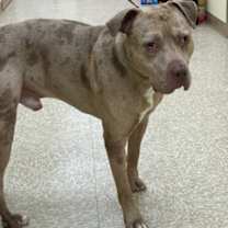 Thumbnail photo of MERLIN #3