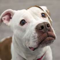 Thumbnail photo of Maple #2