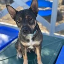 Thumbnail photo of Bella #2