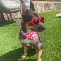 Thumbnail photo of Bella #3