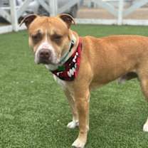 Thumbnail photo of King #3