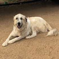 Thumbnail photo of Bruce #2