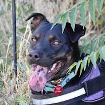 Thumbnail photo of Robbie #2