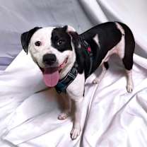 Thumbnail photo of Biscuit #2