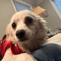 Thumbnail photo of Snowy #4