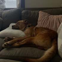 Thumbnail photo of Chicken Pot Pie #4