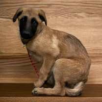 Thumbnail photo of Chile #2