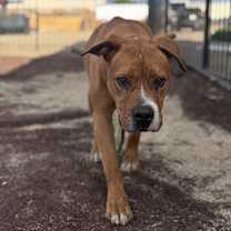 Thumbnail photo of Spanky #4