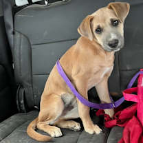 Thumbnail photo of Hamlet #2