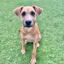 Thumbnail photo of Hamlet #3