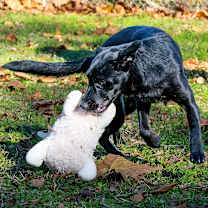 Thumbnail photo of Xena Too #4