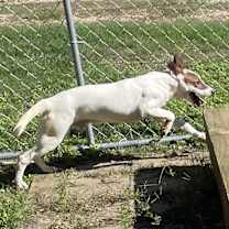 Thumbnail photo of Indiana Bones #4