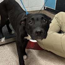 Thumbnail photo of Boo Boo #2