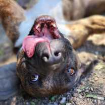 Thumbnail photo of Sasha #4