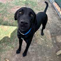 Thumbnail photo of Han #3