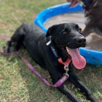 Thumbnail photo of Han #4