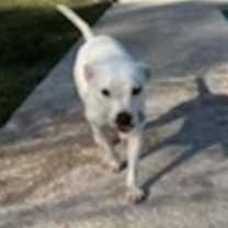 Thumbnail photo of Spunky #2