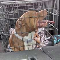 Thumbnail photo of Miss Piggy #4