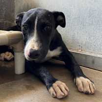 Thumbnail photo of Frannie #3