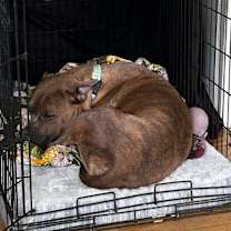 Thumbnail photo of Buster #3