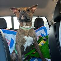 Thumbnail photo of Buster #4