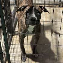 Thumbnail photo of Raven #2