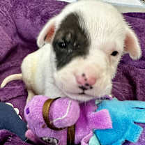 Thumbnail photo of Gilbert #3