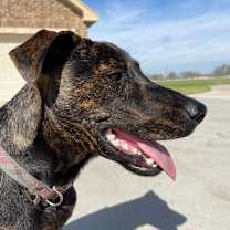 Thumbnail photo of Ancho #4