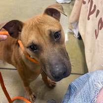 Thumbnail photo of Rupee #2