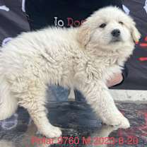 Thumbnail photo of Polar 9760 #2