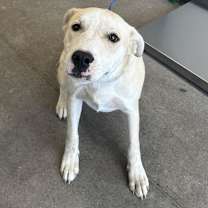 Thumbnail photo of Miller - PAWS #2