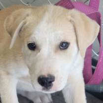 Thumbnail photo of Miller - PAWS #3