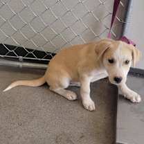 Thumbnail photo of Miller - PAWS #4