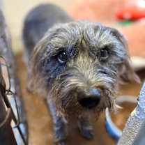 Thumbnail photo of Lucy #3