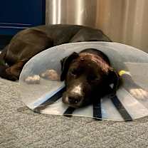 Thumbnail photo of Rambo #3