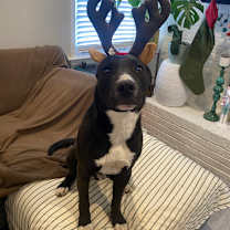 Thumbnail photo of Rambo #4