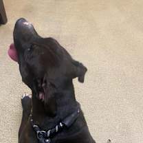 Thumbnail photo of Juno #2