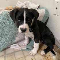 Thumbnail photo of Lyric #2