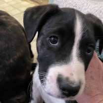 Thumbnail photo of Lyric #4