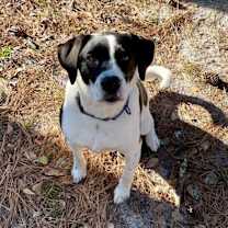 Thumbnail photo of Aldo (FKA Tucker) #3