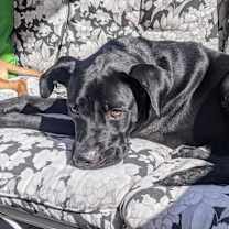 Thumbnail photo of Sandy #4