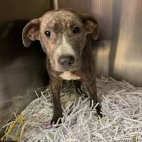 Thumbnail photo of Rosemary #3